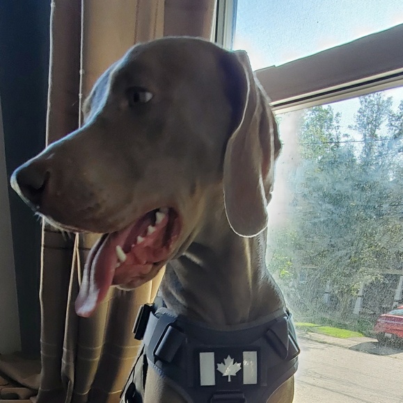 Meet your Posher, Dan - Picture 1 of 1